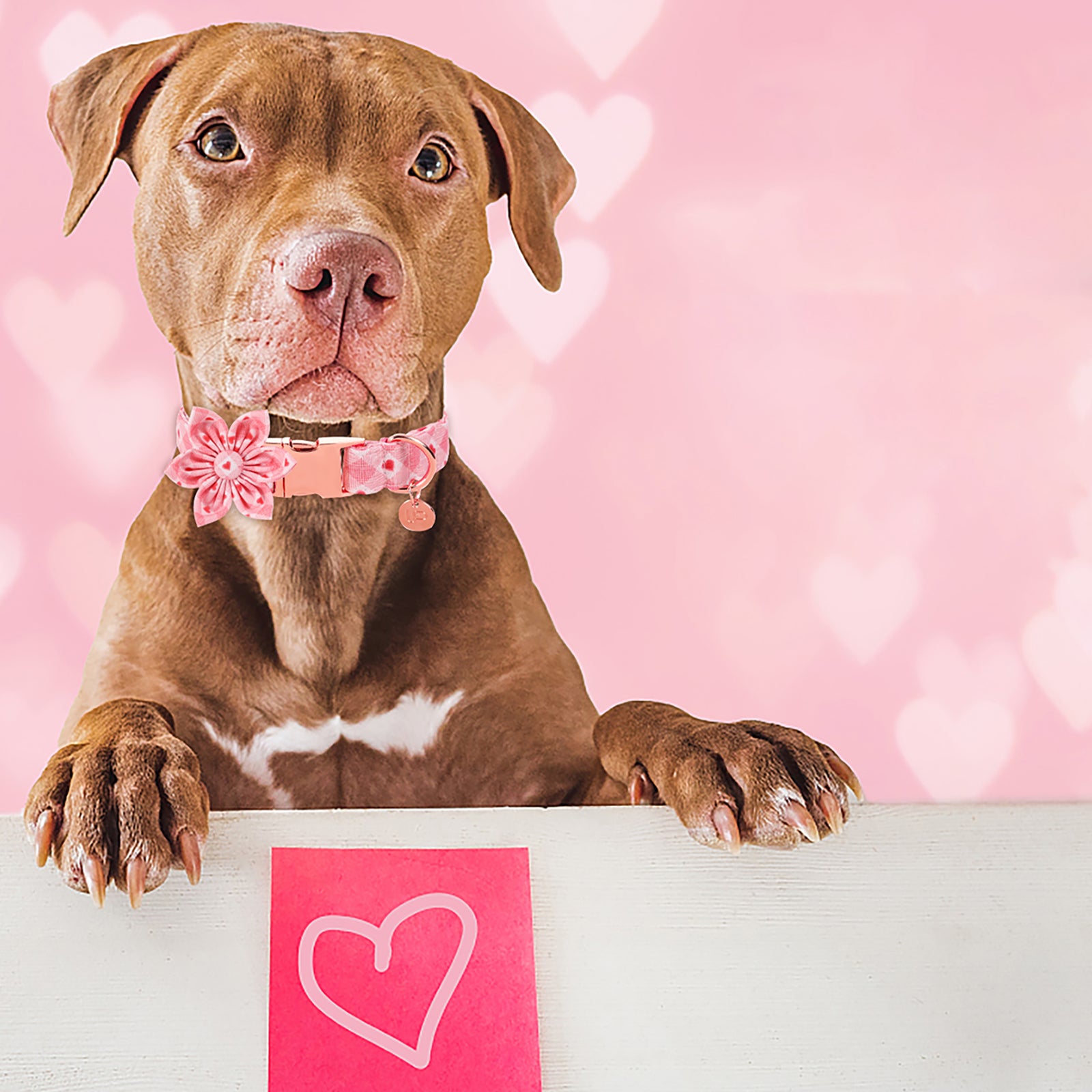 Valentine's Day Dog Collar with Flower for Female Dog