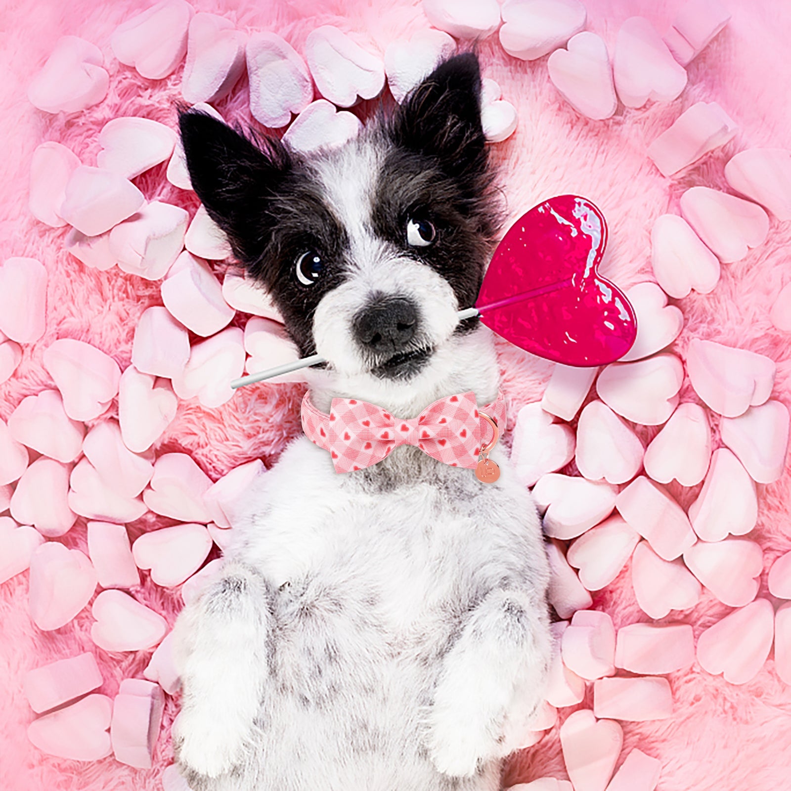 Valentine's Day Bowtie Dog Collar with Metal Buckle for Female Dog