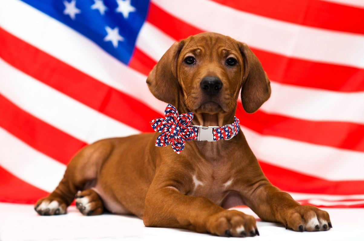 Patriotic Dog Collar with Flower for Female Dog, 4th of July