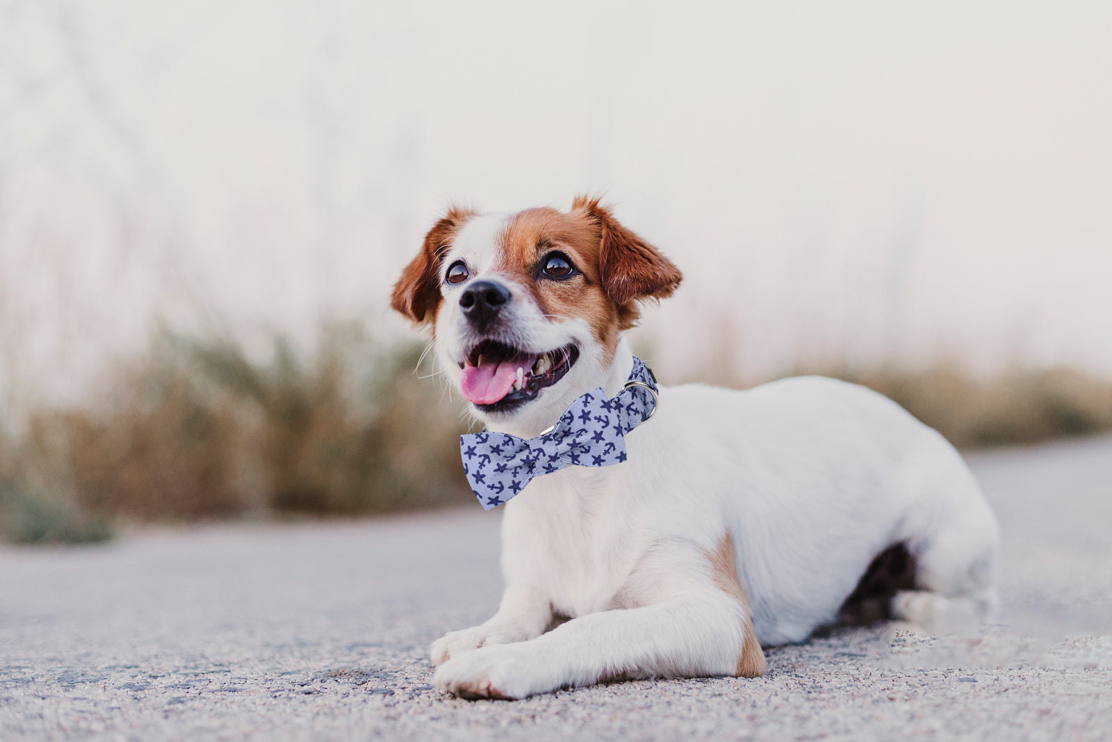 Summer Dog Collar with Bowtie for Boy or Girl, Anchor