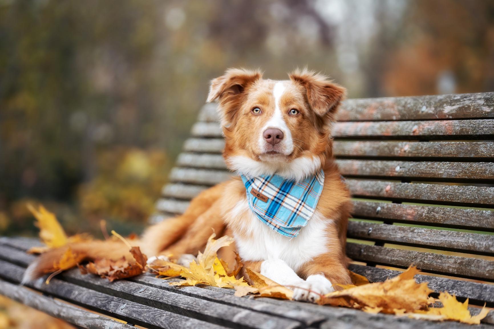 Blue Dog Bandana Handkerchief Scarf Triangle Bandana for Male Dog