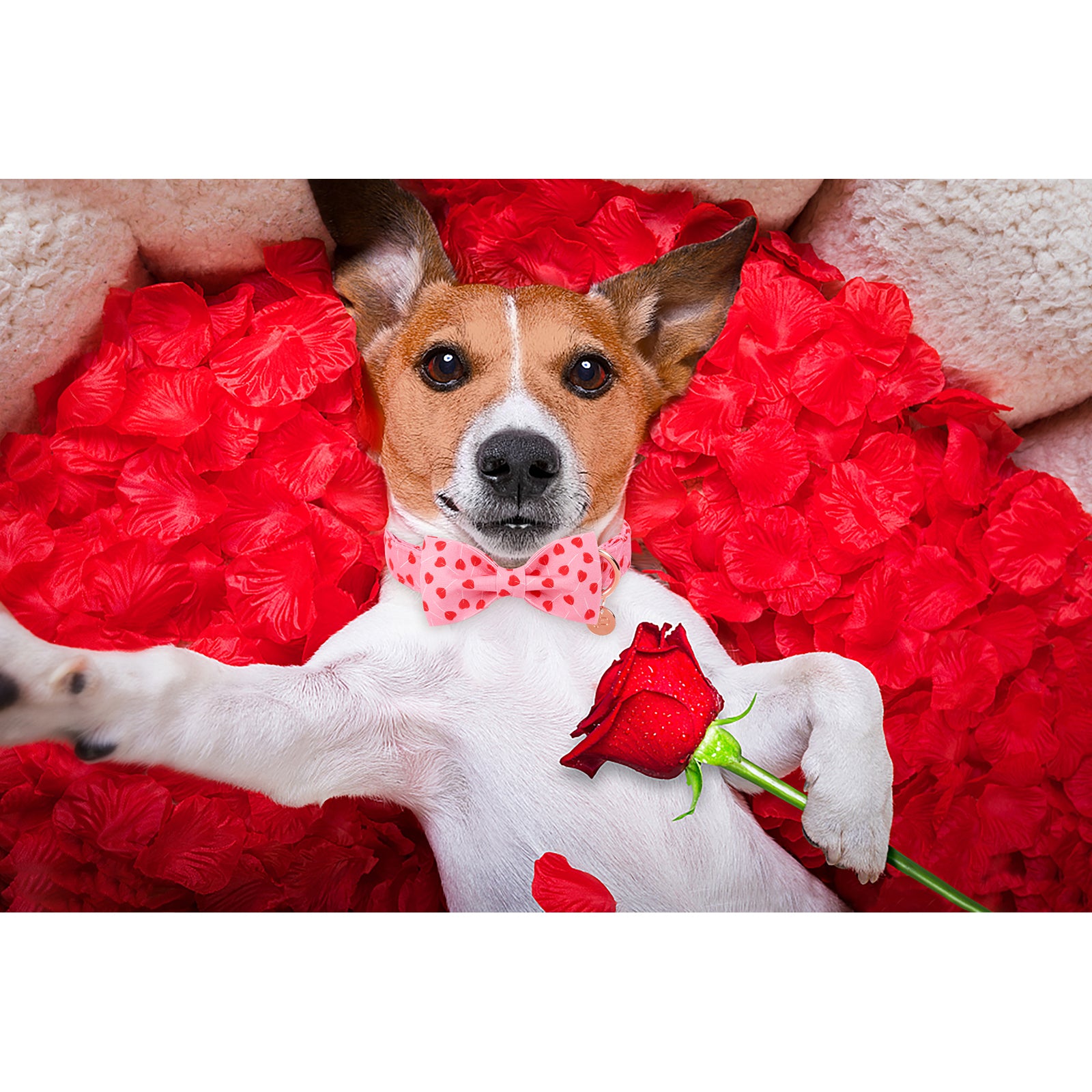 Valentine's Day Bowtie Dog Collar with Metal Buckle for Female Dog