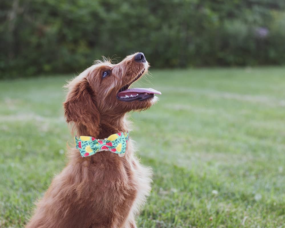 Summer Bowtie Dog Collar with Metal Buckle for Girl or Boy, Lemon Watermelon