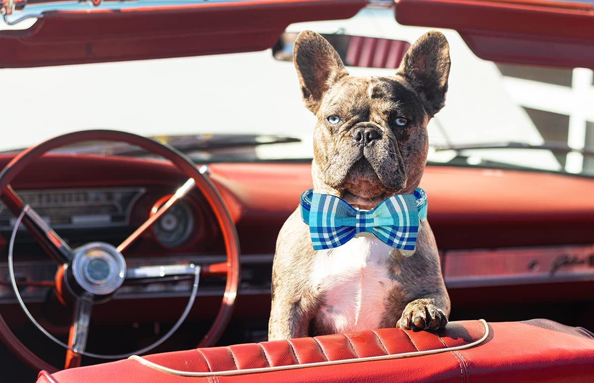 Blue Plaid Bowtie Dog Collar with Metal Buckle for Girl or Boy