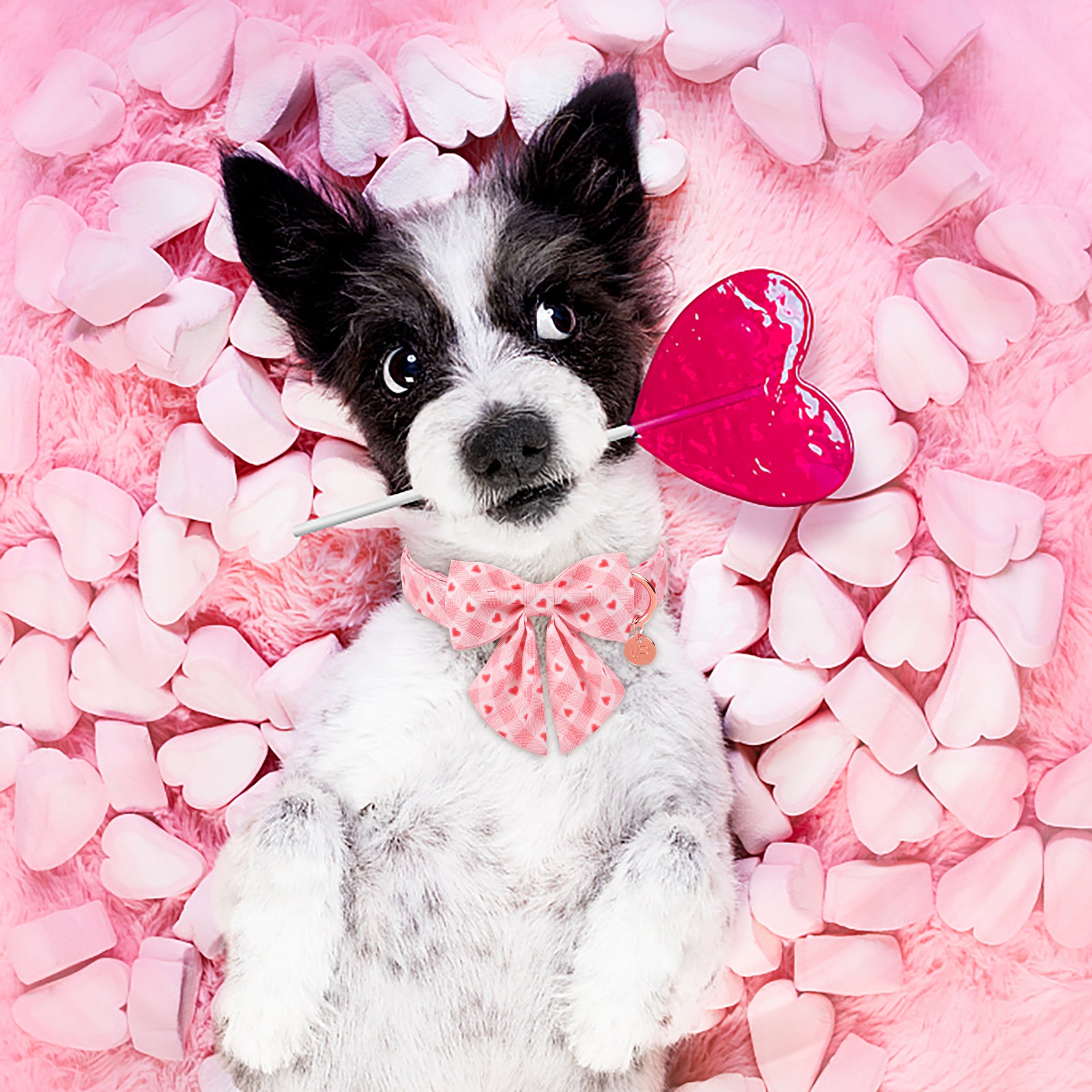Valentine's Day Dog Collar with Sailor Bow for Girl