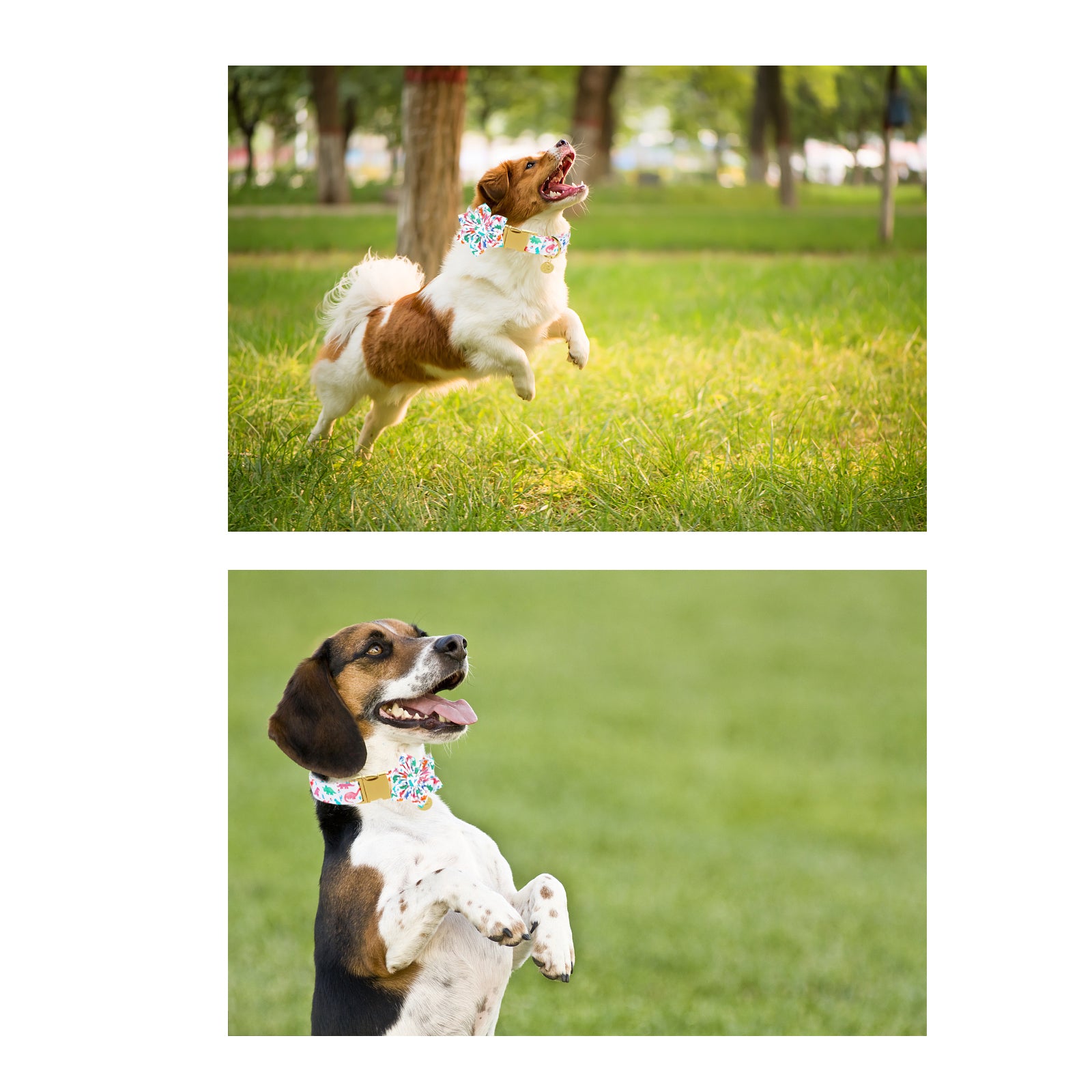 Dinosaur Dog Collar with Flower for Female Dog