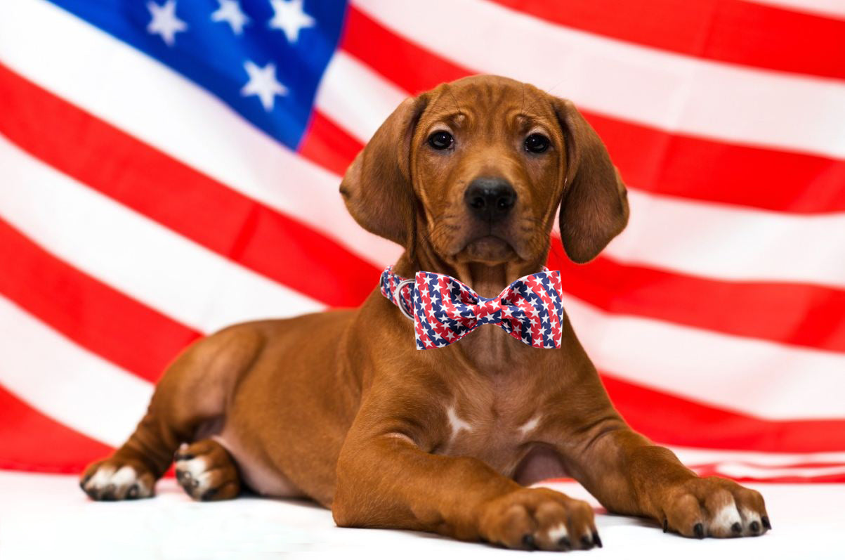 Patriotic Dog Collar with Bowtie, 4th of July