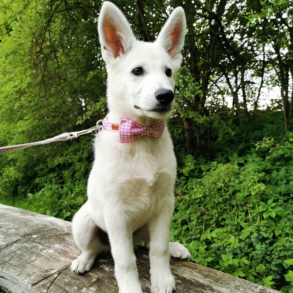 Pink Bowtie Dog Collar with Metal Buckle for Girl