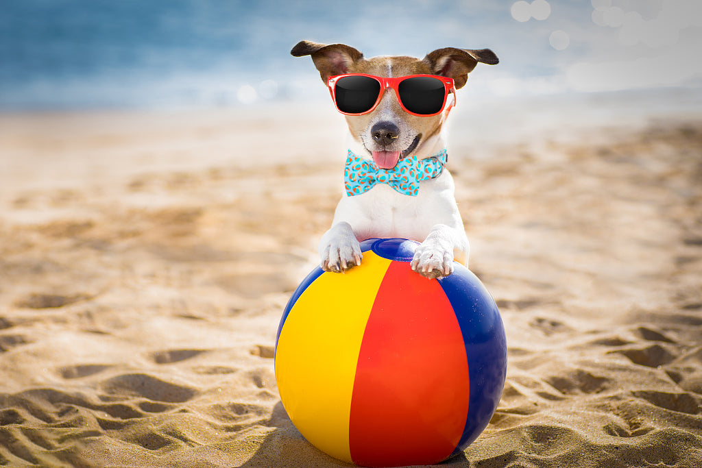 Summer Dog Collar with Bowtie, Beach Ball