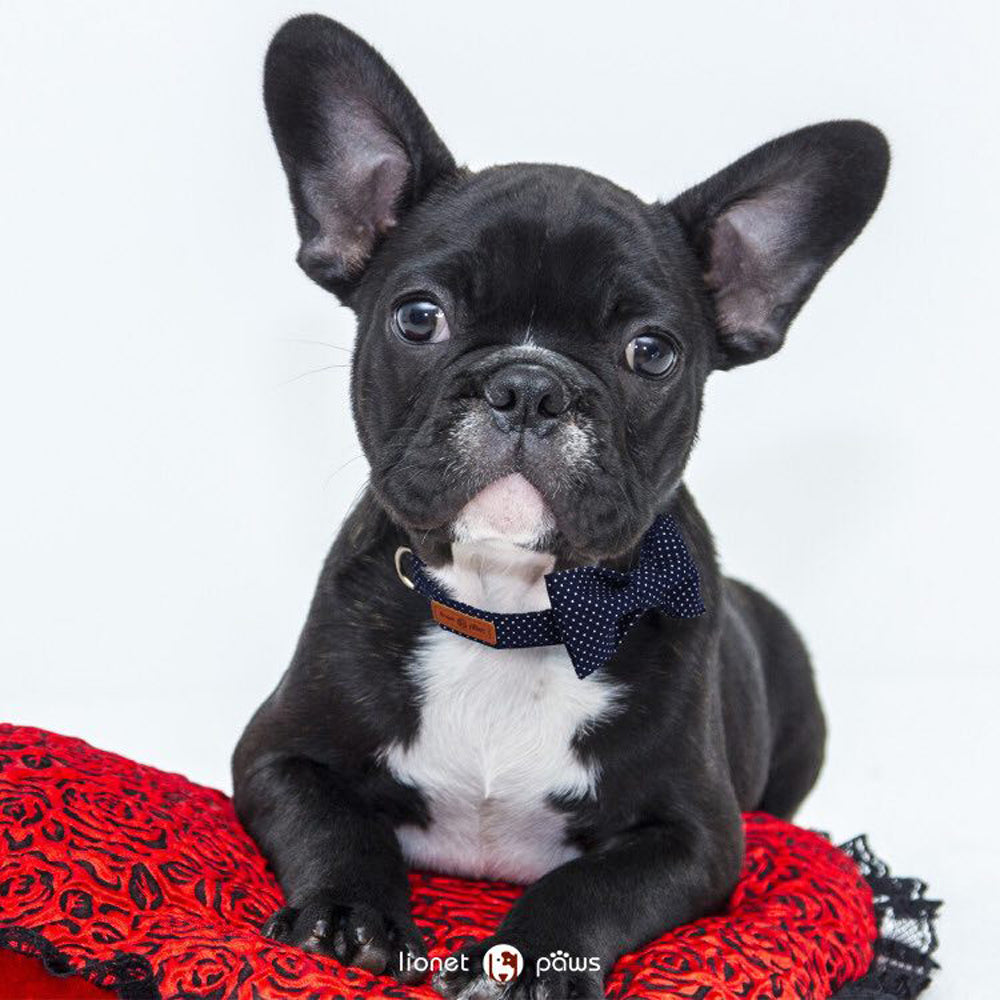 Bowtie Dog Collar with Metal Buckle for Girl or Boy, Navy Blue