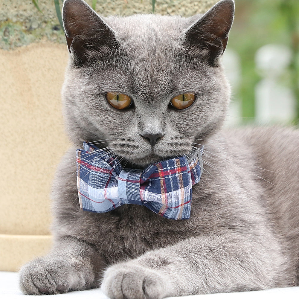 DarkBlue Bowtie Dog Collar with Plastic Buckle for Boy
