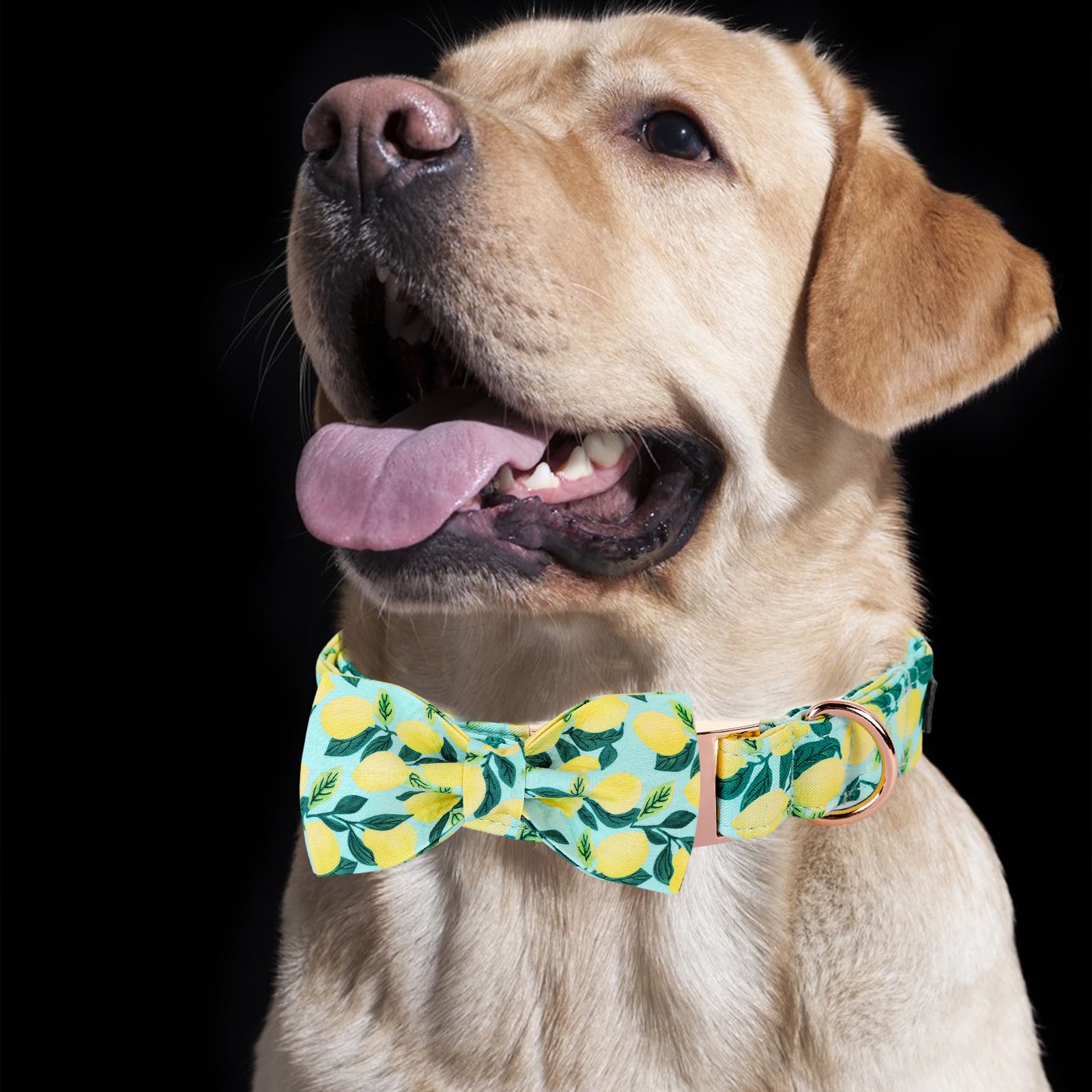 Cotton Bowtie Dog Collar with Metal Buckle for Girl or Boy, Lemon Pattern