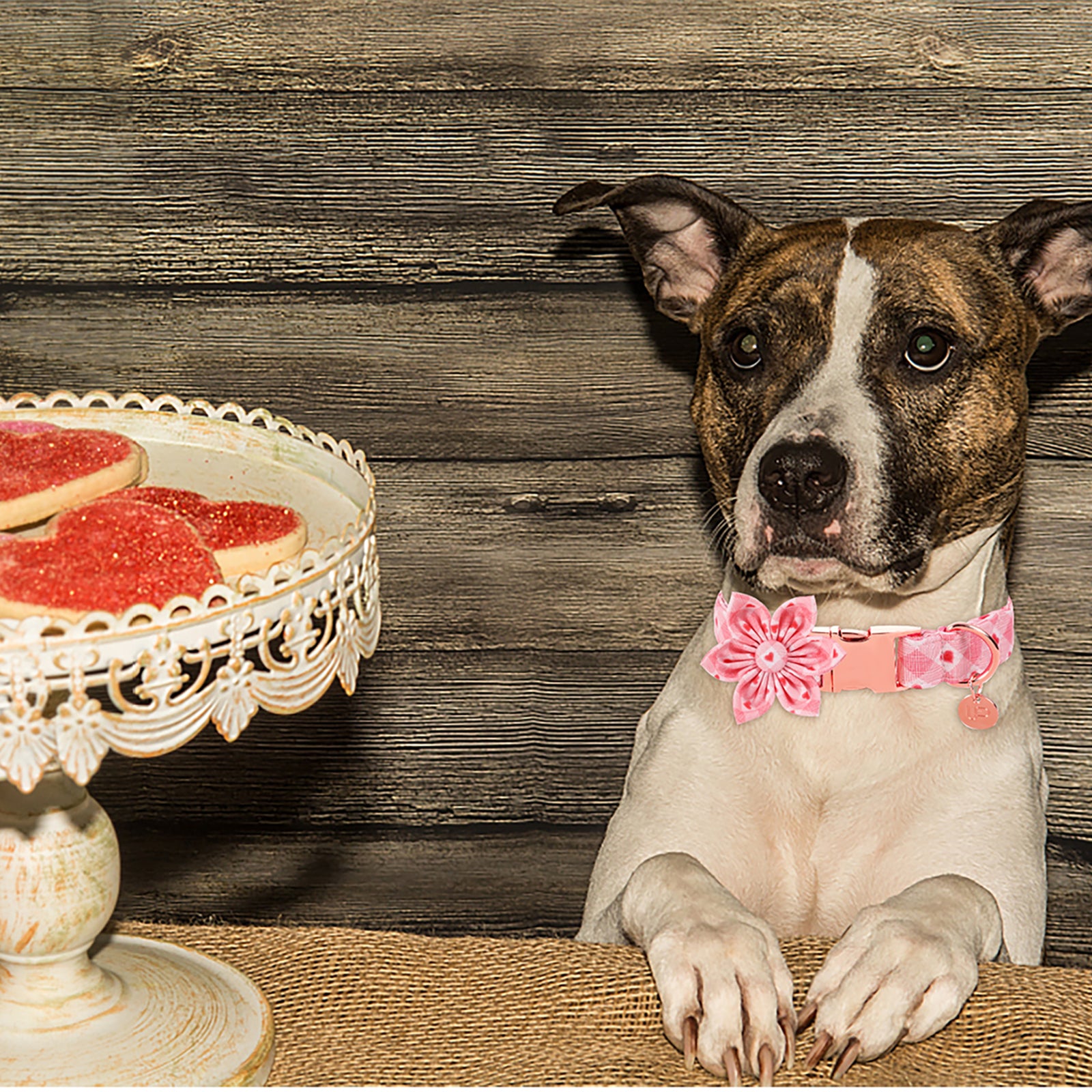 Valentine's Day Dog Collar with Flower for Female Dog