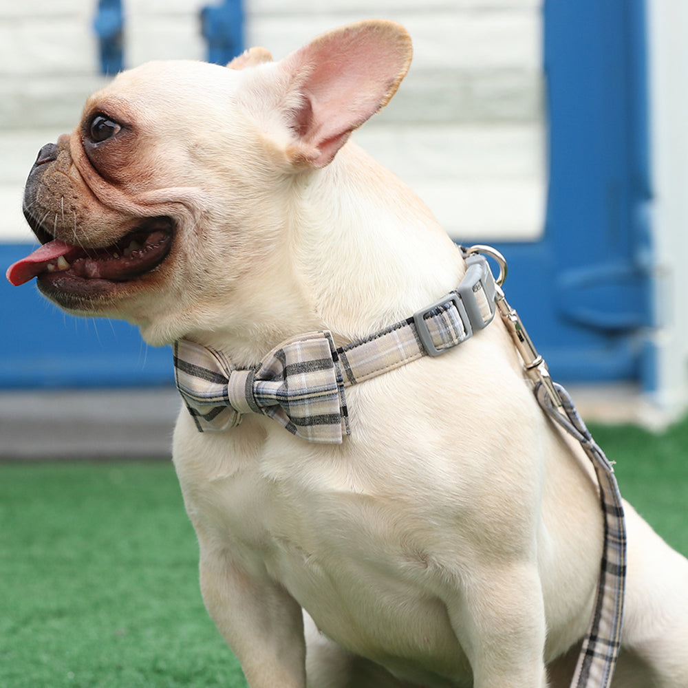 Bowtie Dog Cat Collar with Plastic Buckle, Gray