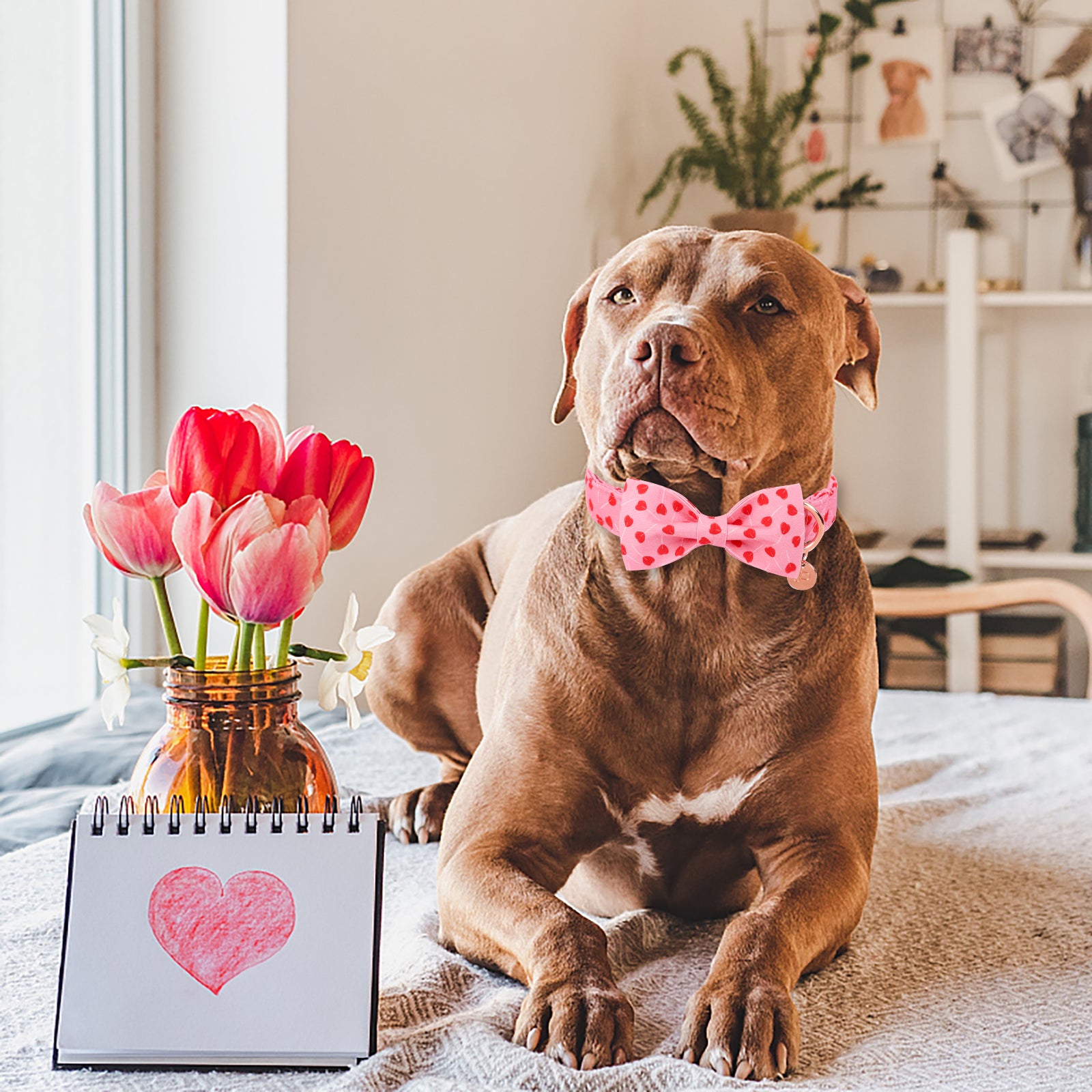 Valentine's Day Bowtie Dog Collar with Metal Buckle for Female Dog