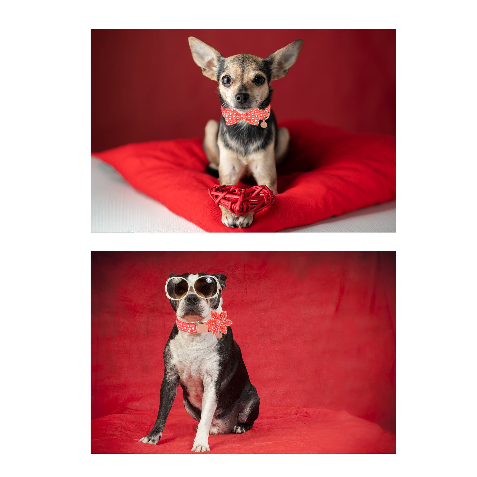 Valentine's Day Bowtie Dog Collar with Metal Buckle for Female Dog