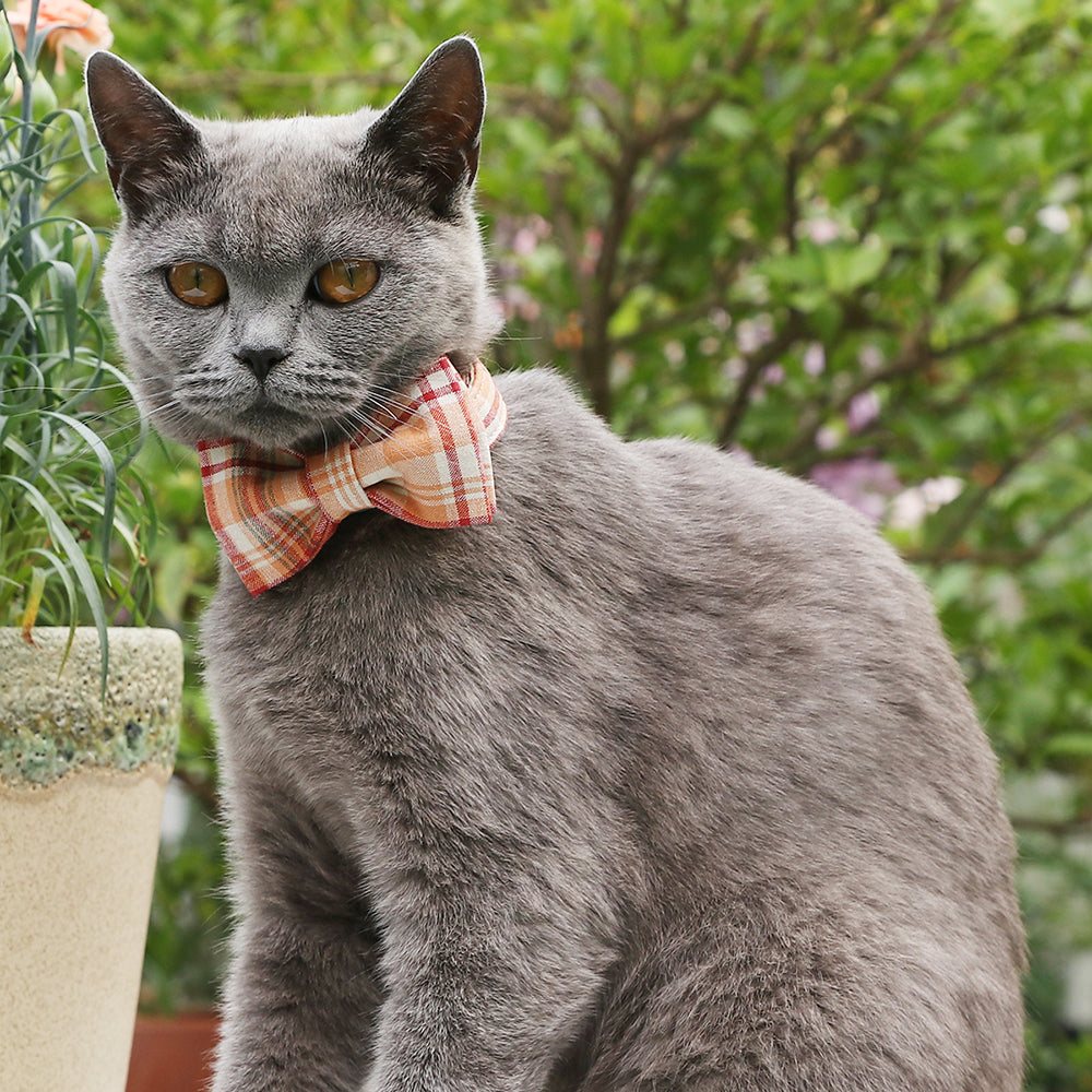 Bowtie Dog Cat Collar with Plastic Buckle, Orange