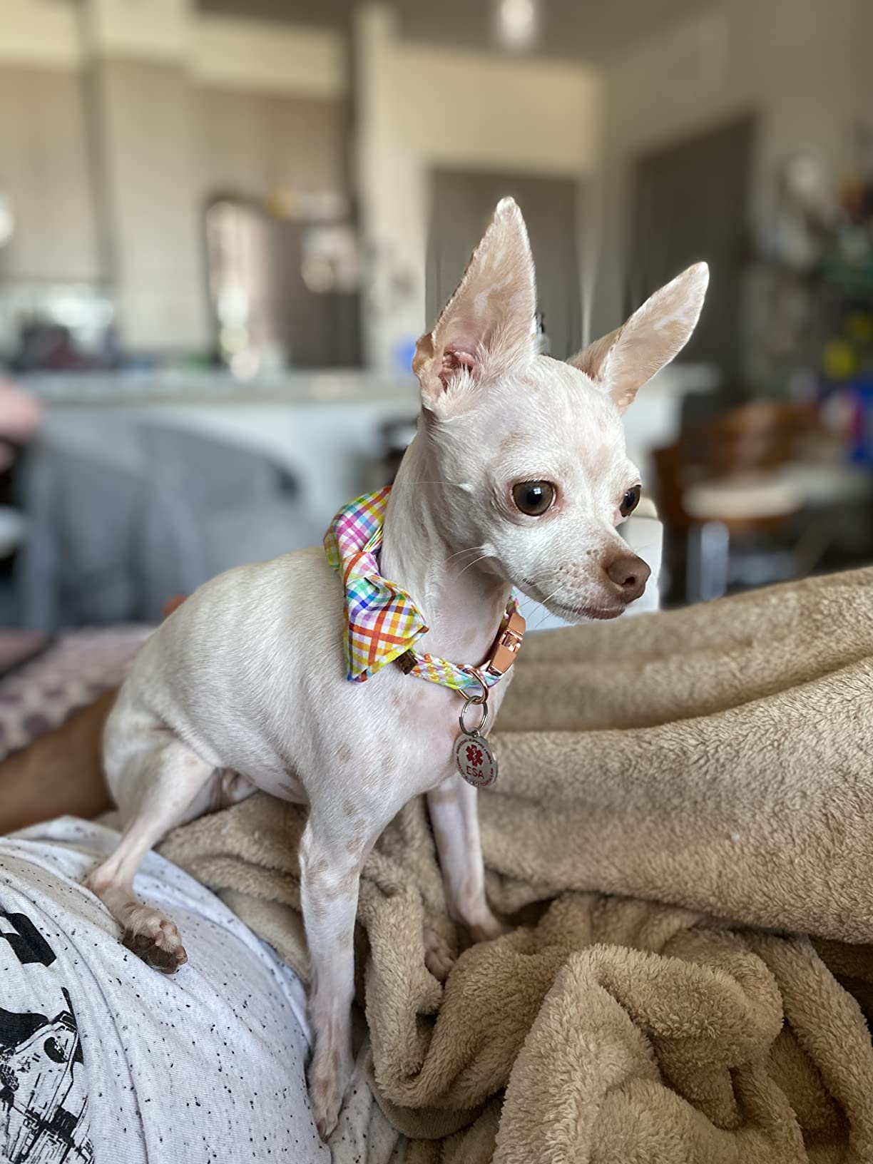 Easter Bowtie Dog Collar with Metal Buckle for Boy Girl