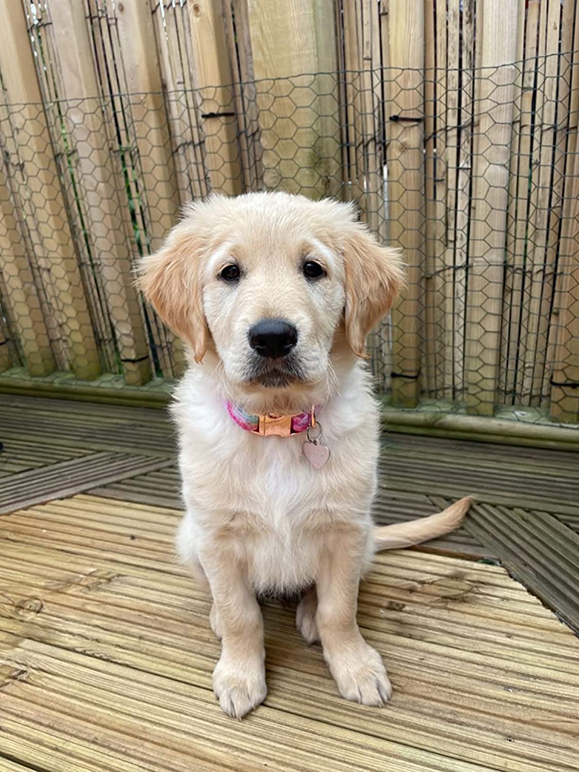 Tie-dye Bowtie Dog Collar with Metal Buckle