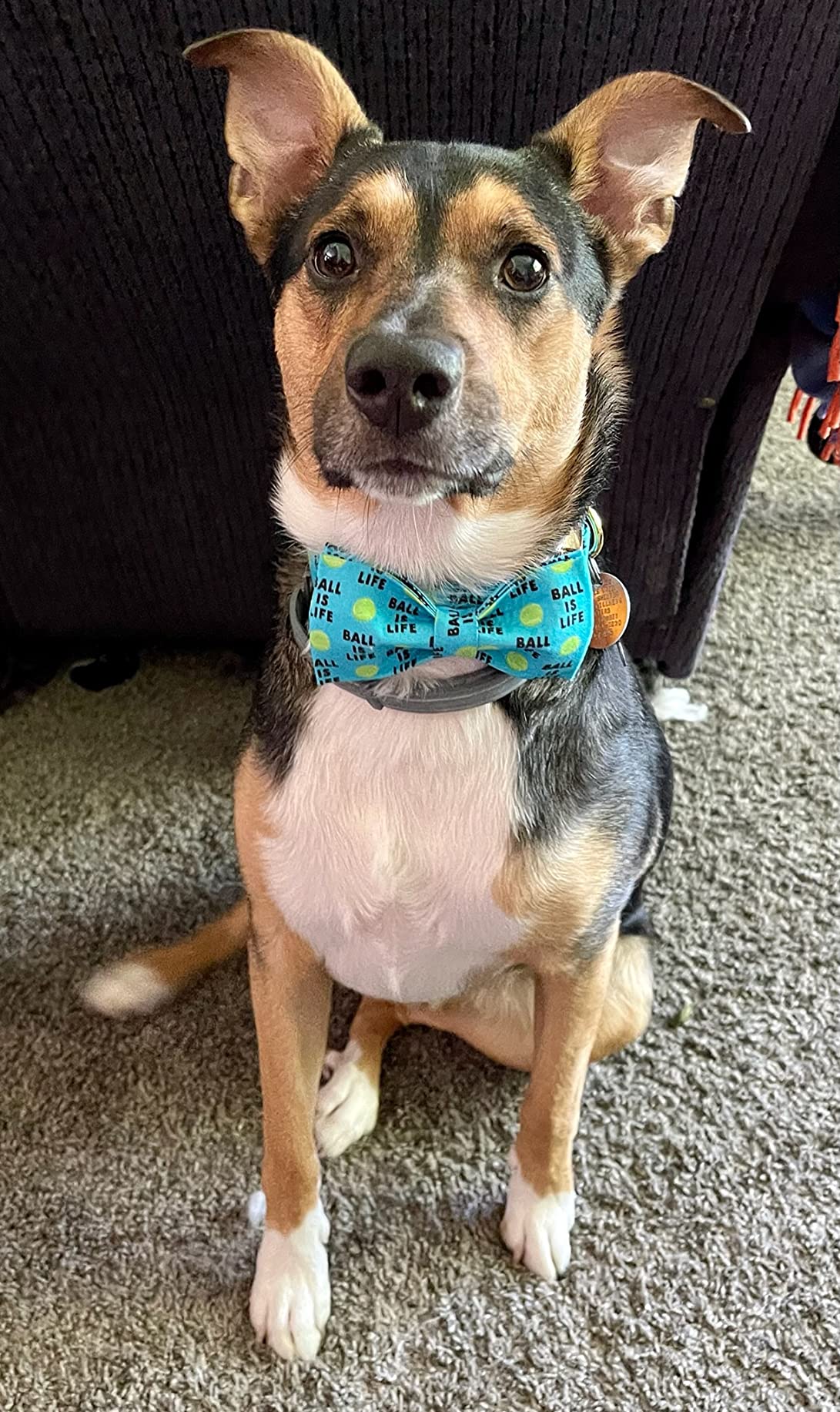Blue Dog Collar with Bowtie, Tennis Ball