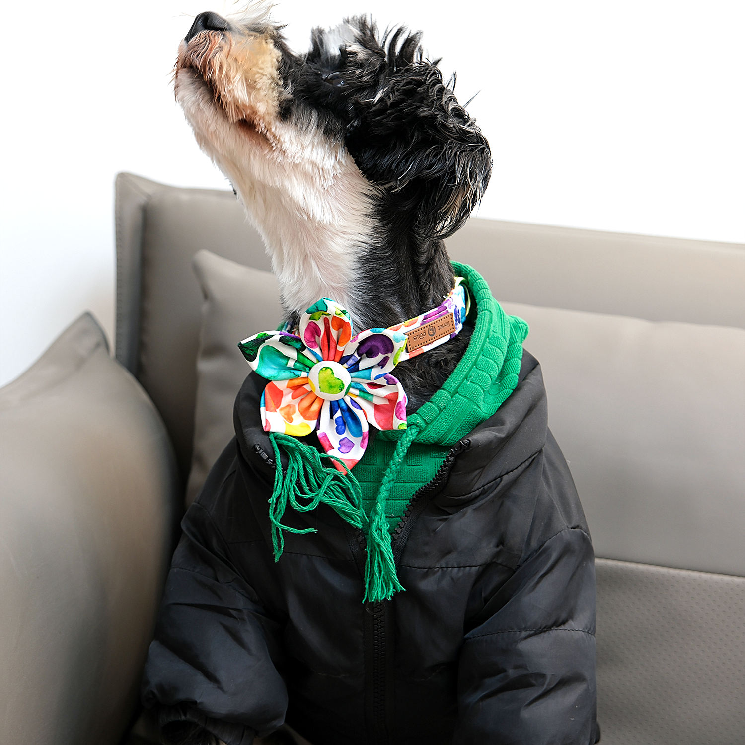 Valentine's Day Dog Collar with Flower for Female Dog