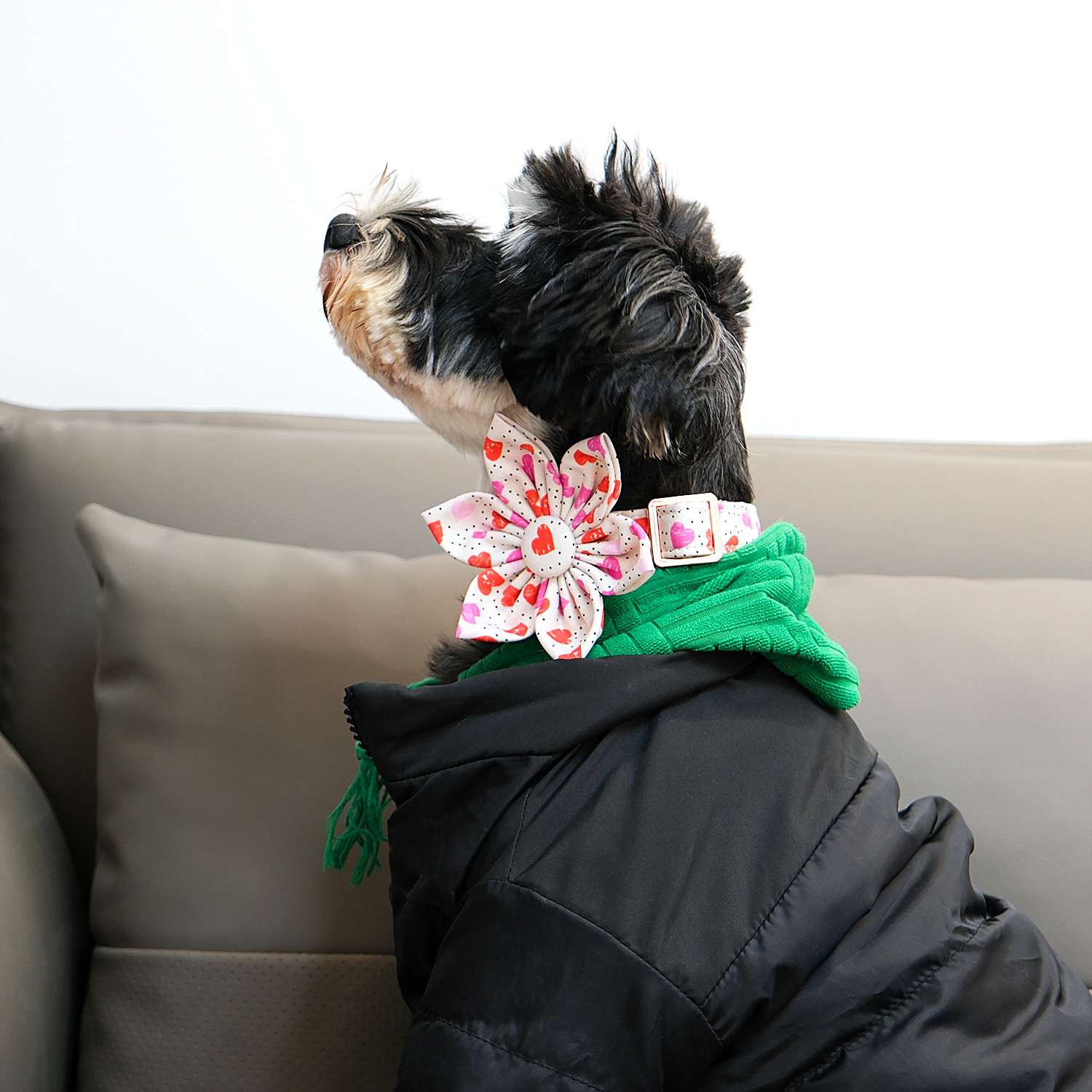 Valentine's Day Dog Collar with Flower for Female Dog