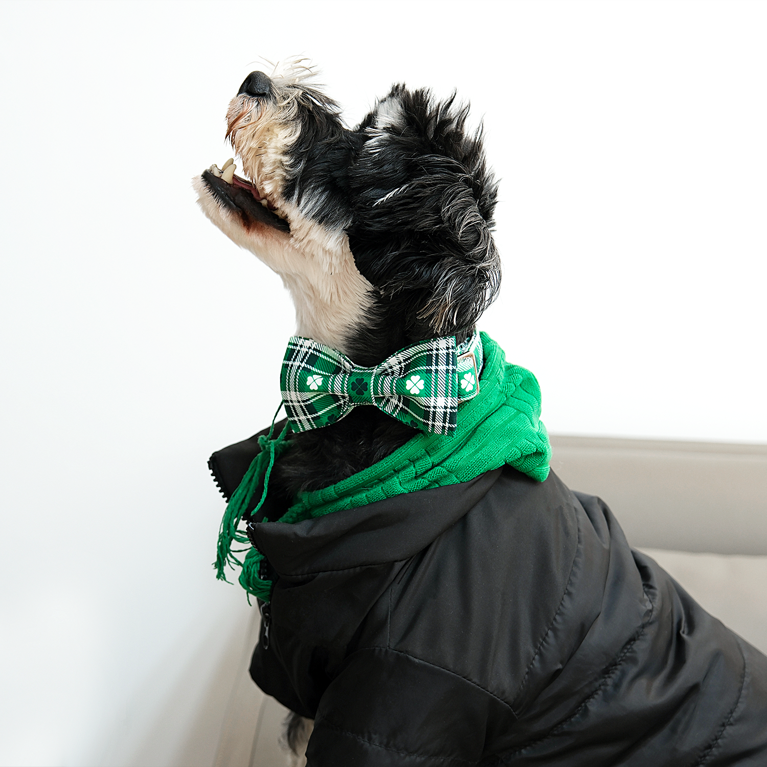 St. Patrick's Day Dog Collar with Bowtie for Girl or Boy, Green Clover