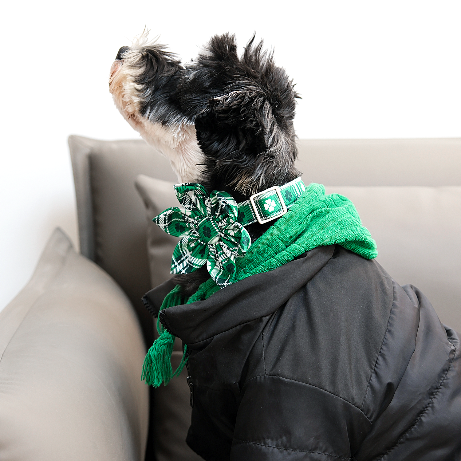 St. Patrick's Day Dog Collar with Flower for Female Dog