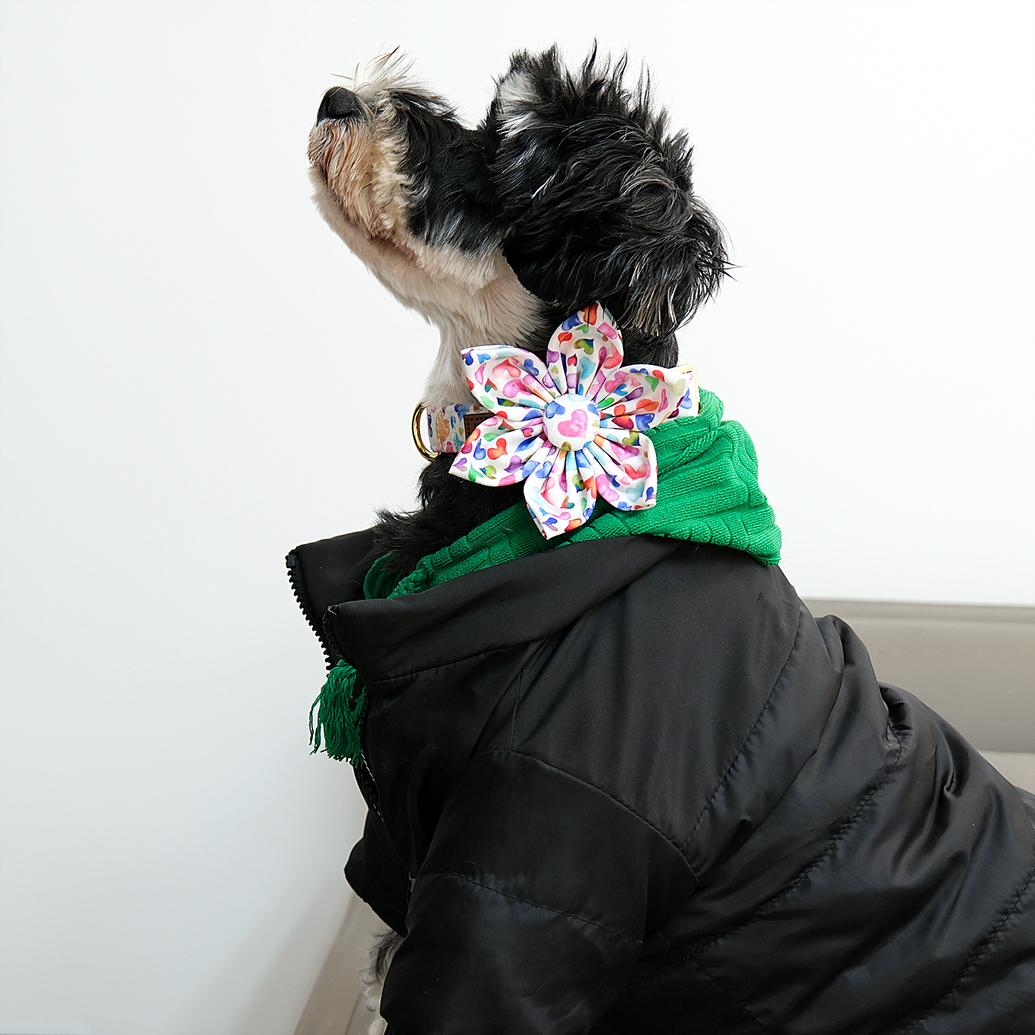 Valentine's Day Dog Collar with Flower for Female Dog