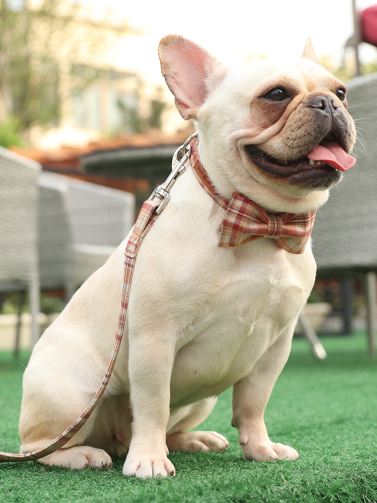 Orange Dog Leash for Small Medium Large Dog Matching Collar