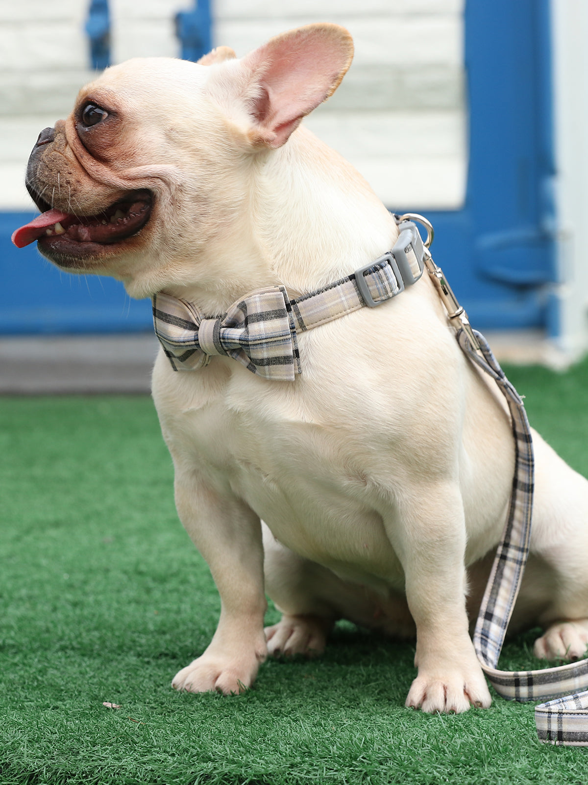 Gray Dog Leash for Small Medium Large Dog Matching Collar