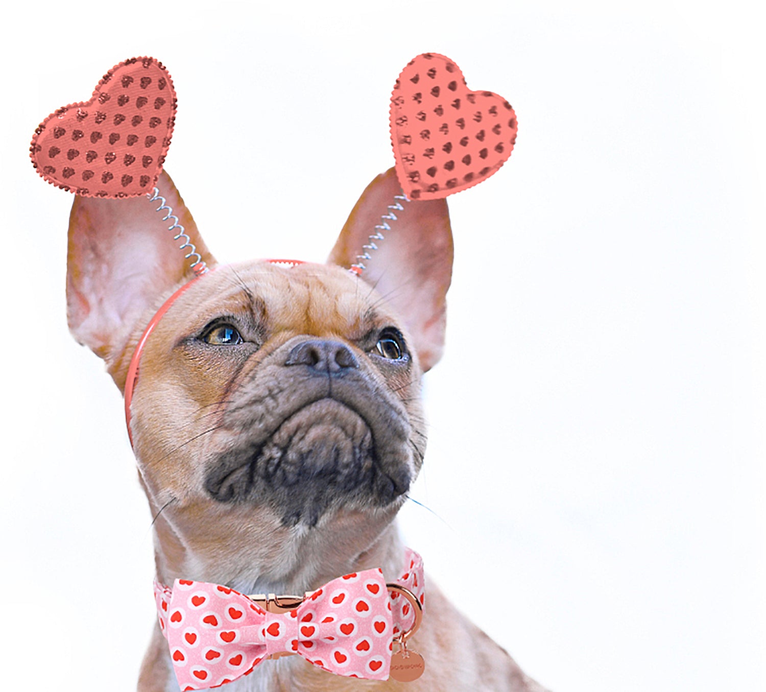 Valentine's Day Bowtie Dog Collar with Metal Buckle for Female Dog