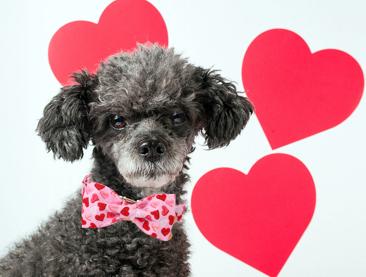 Valentine's Day Bowtie Dog Collar with Metal Buckle for Female Dog