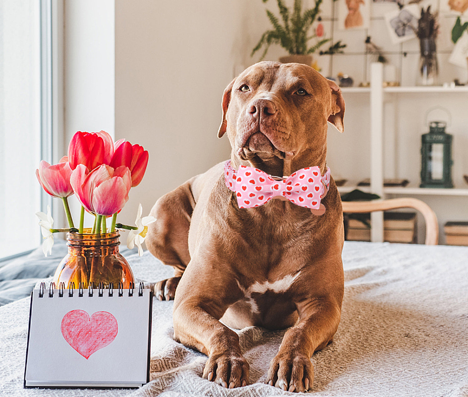 Valentine's Day Bowtie Dog Collar with Metal Buckle for Female Dog