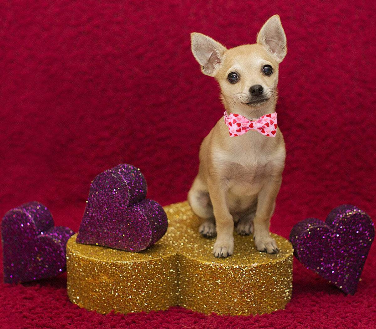 Valentine's Day Bowtie Dog Collar with Metal Buckle for Female Dog