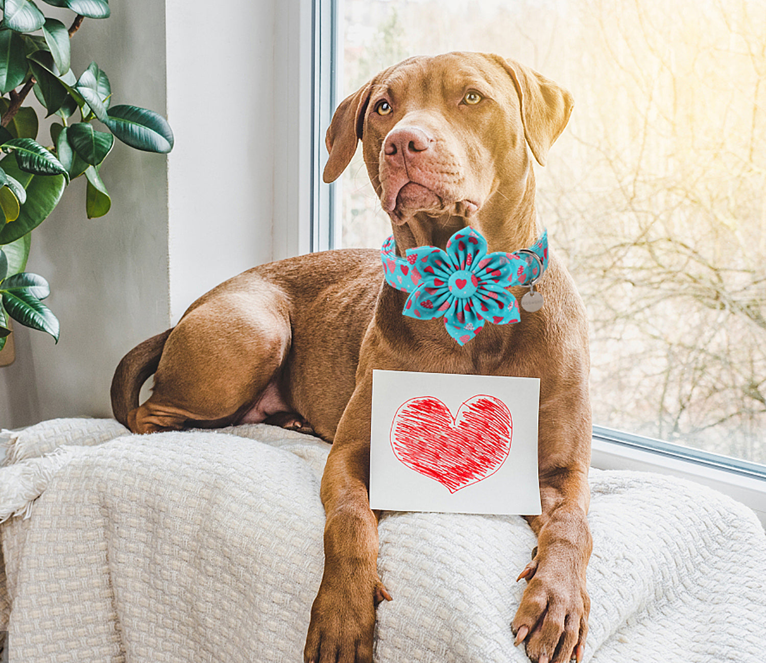 Valentine's Day Dog Collar with Flower for Female Dog