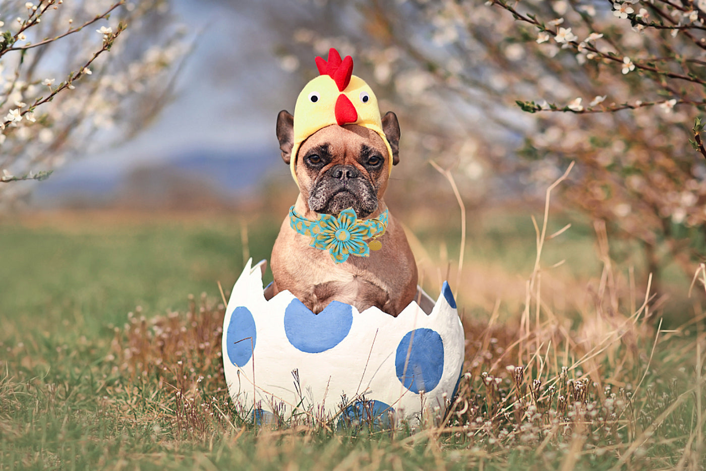 Easter Dog Collar with Flower for Female Dog, Chicken Pattern