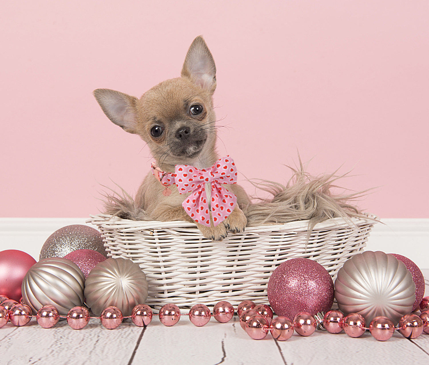 Valentine's Heart Dog Collar with Sailor Bow for Girl