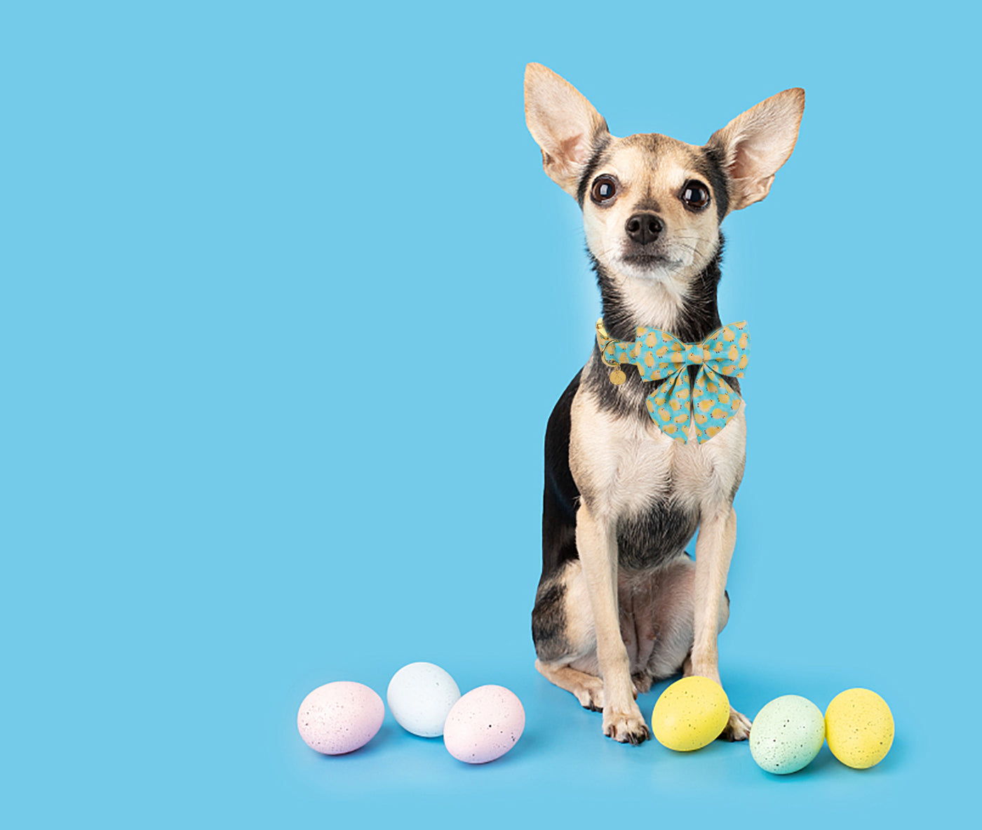 Easter Chicken Dog Collar with Sailor Bow for Girl