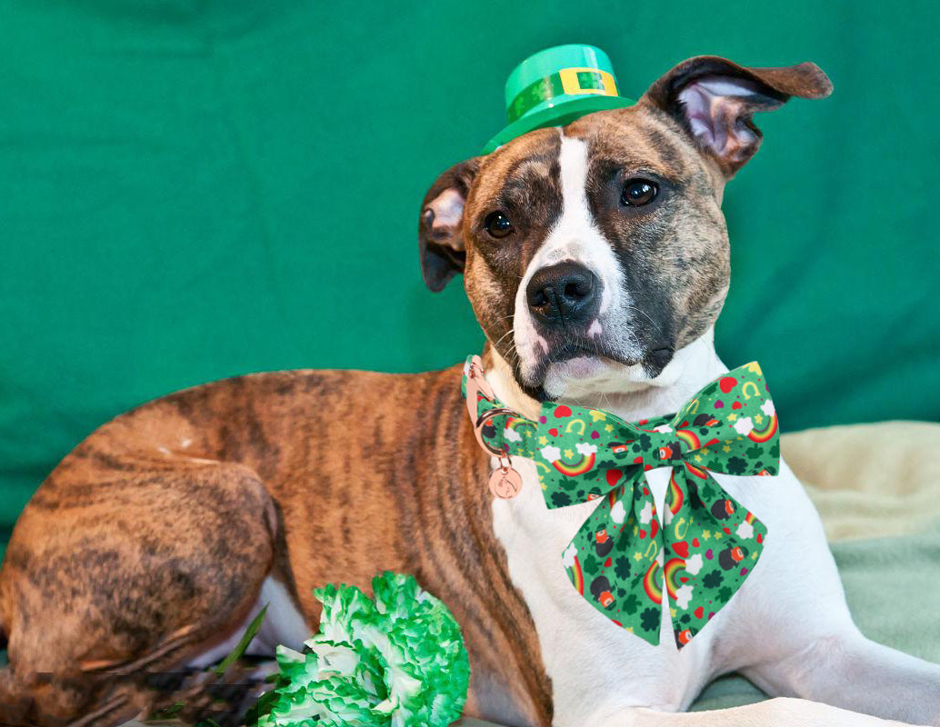 St Patrick's Day Dog Collar with Sailor Bow for Girl