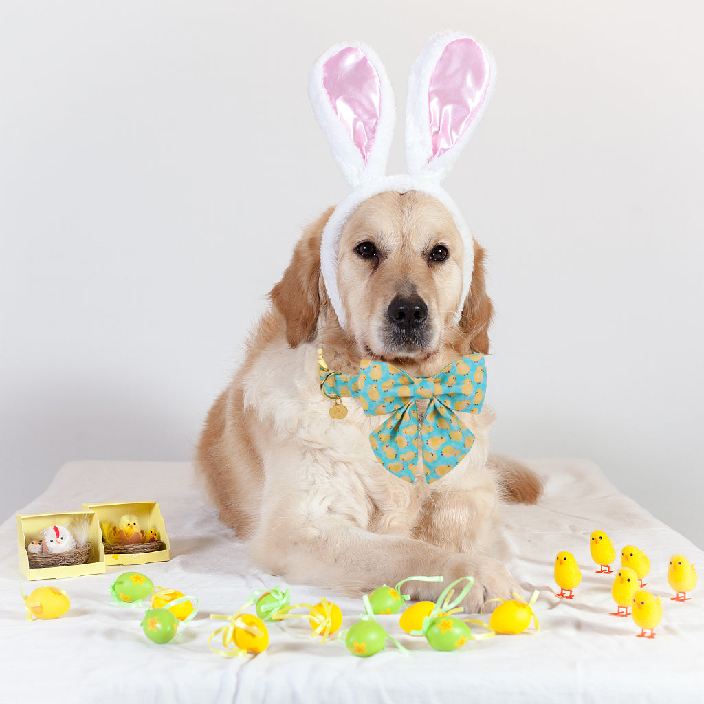Easter Chicken Dog Collar with Sailor Bow for Girl