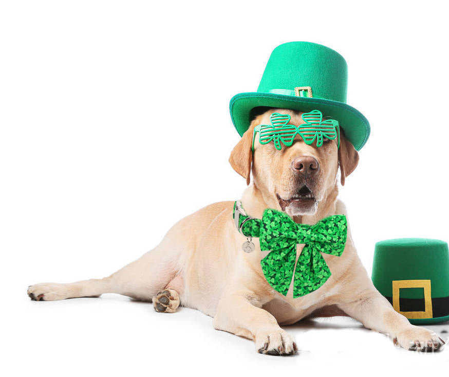 St Patrick's Day Dog Collar with Sailor Bow for Girl