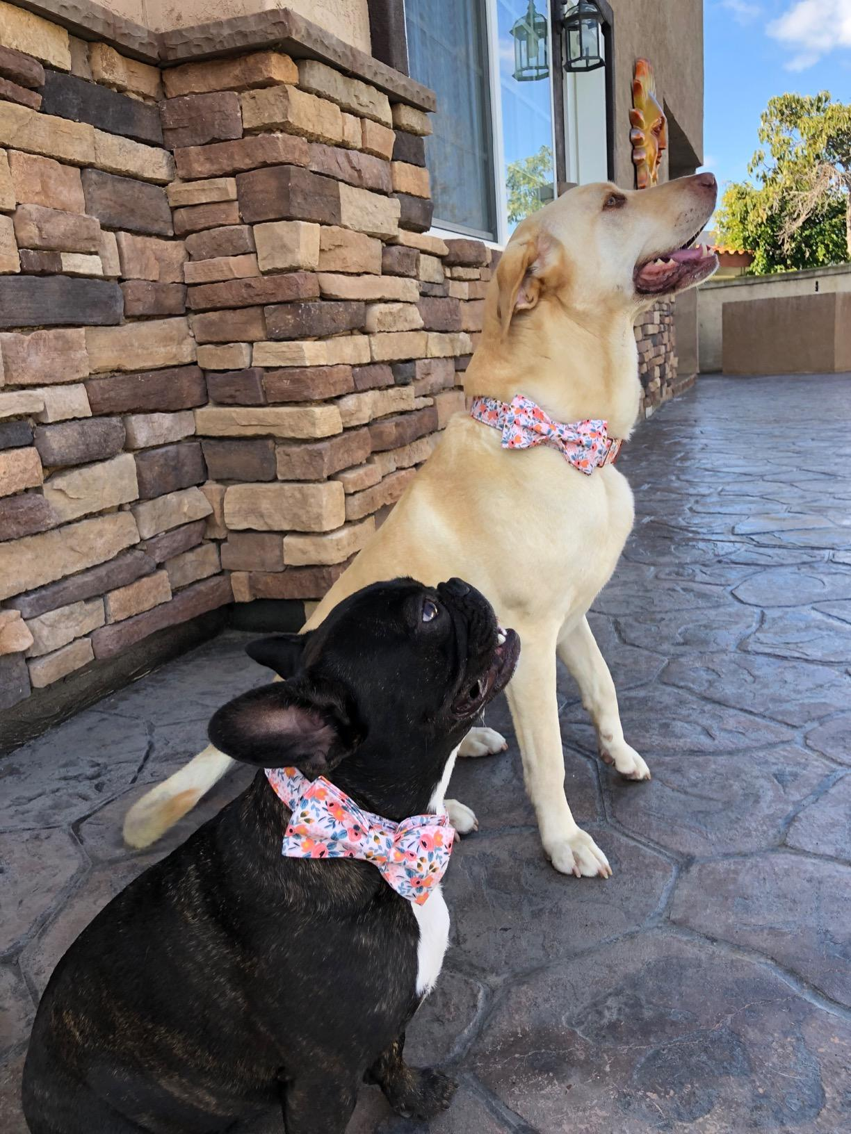 Pink Flower Dog Collar with Bowtie for Girl