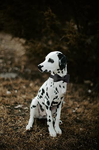 Comfortable Silk Dog Collar with Detachable Bowtie for Male Female Dogs