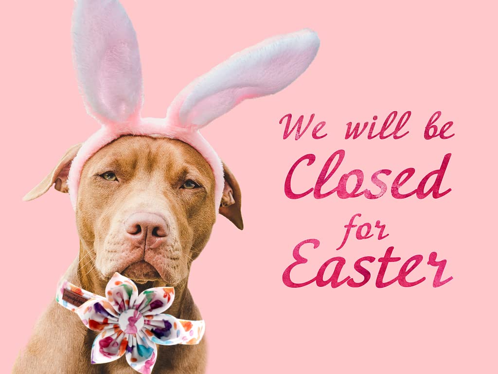 Easter Dog Collar with Flower for Female Dog, Rabbit Pattern