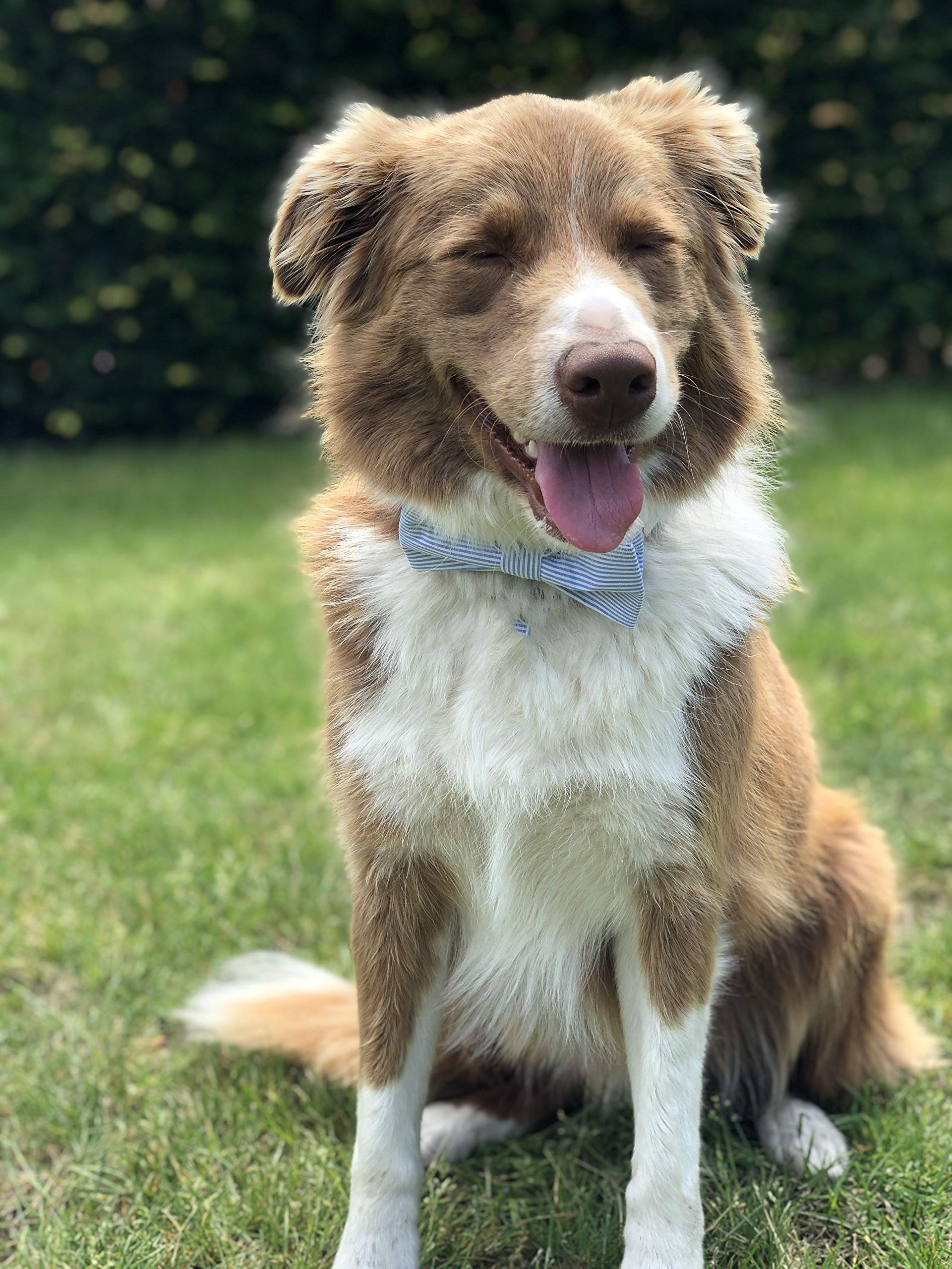 Bowtie Dog Collar with Metal Buckle for Girl or Boy