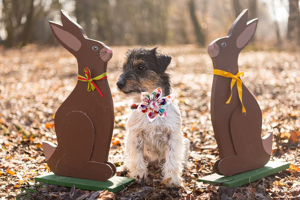 Easter Dog Collar with Flower for Female Dog, Rabbit Pattern