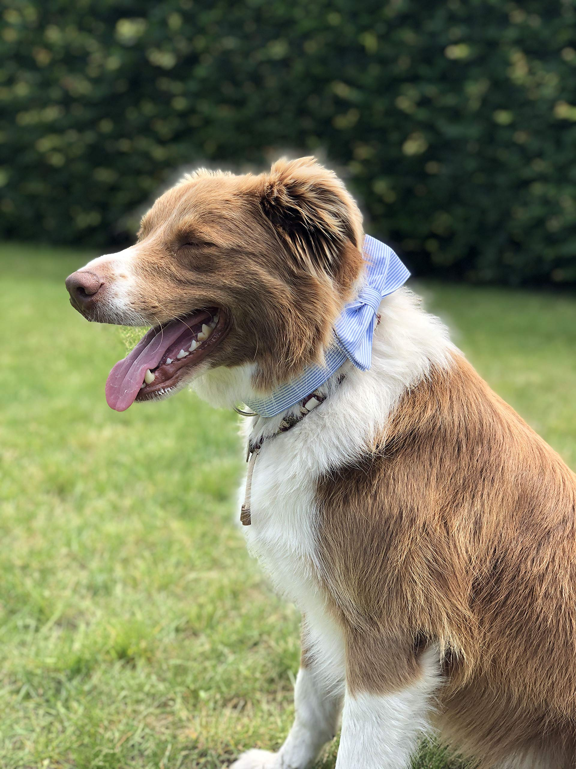 Bowtie Dog Collar with Metal Buckle for Girl or Boy
