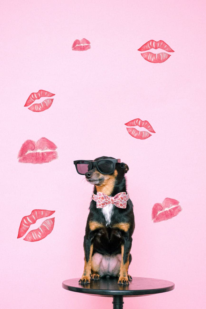 Valentine's Dog Collar with Bowtie for Girl or Boy