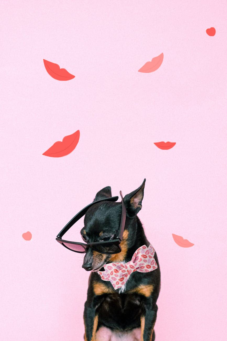 Valentine's Dog Collar with Bowtie for Girl or Boy